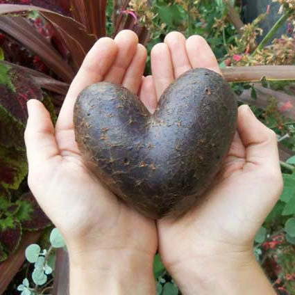 Fall-Planted Organic All Blue Seed Potatoes (lb) 2 Fall-Planted Organic All Blue Seed Potatoes (lb) - Image 2