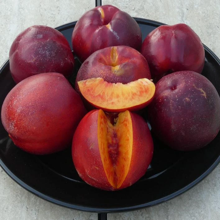 Freckle Face Nectarine Tree 1 Freckle Face Nectarine Tree