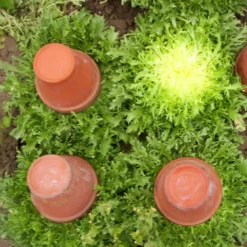 Endive, Frisee Greens Seeds (Organic) 7 Endive, Frisee Greens Seeds (Organic) -Flourish Seeds frisee web