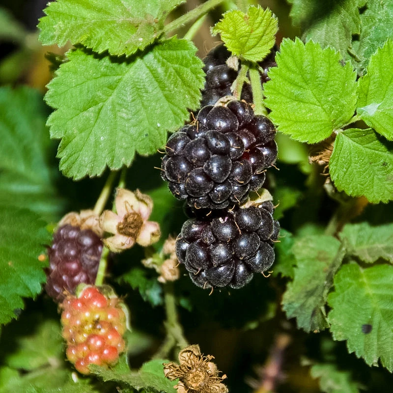 Boysenberry 1 Boysenberry