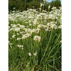 Organic Chives, Garlic -Flourish Seeds garlic chives web
