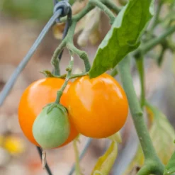 Gold Nugget Tomato Seeds (Organic) 8 Gold Nugget Tomato Seeds (Organic) -Flourish Seeds gold nugget 1 1 1