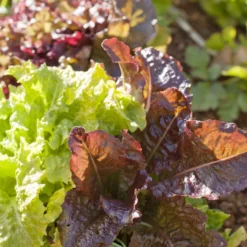 Gourmet Mix Lettuce Seeds (Organic) 5 Gourmet Mix Lettuce Seeds (Organic) -Flourish Seeds gourmet lettuce a