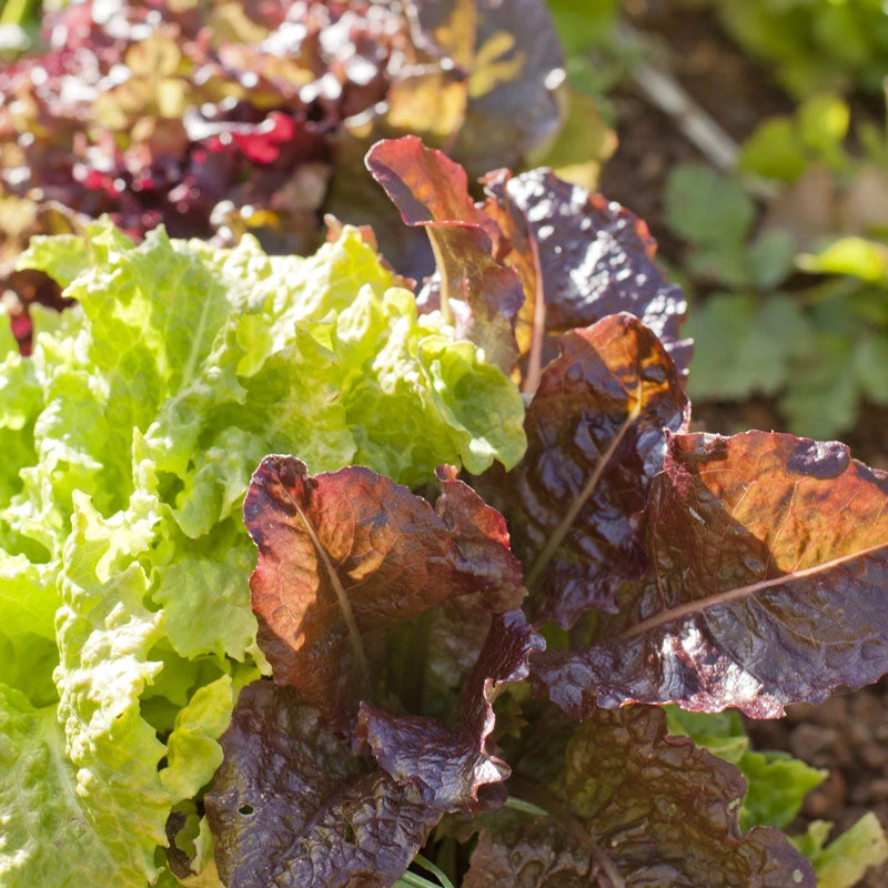 Gourmet Mix Lettuce Seeds (Organic) 3 Gourmet Mix Lettuce Seeds (Organic) - Image 3