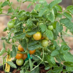Red Grape Riesenstraube Cherry Tomato Seeds (Organic) -Flourish Seeds grape riensenstraube 1 5