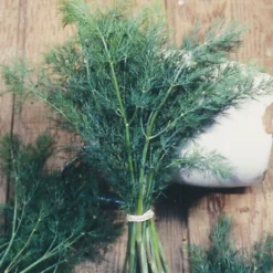 Organic Dill, Mammoth 5 Organic Dill, Mammoth -Flourish Seeds herb dill mammoth