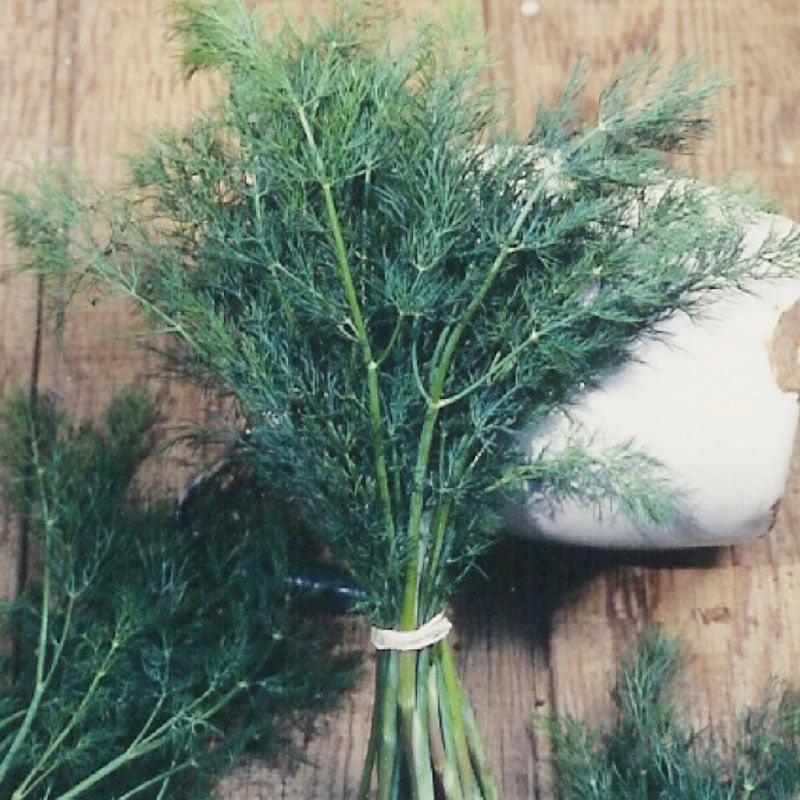 Organic Dill, Mammoth 3 Organic Dill, Mammoth - Image 3