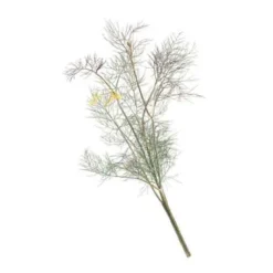 Organic Fennel, Bronze 5 Organic Fennel, Bronze -Flourish Seeds herb fennel bronze