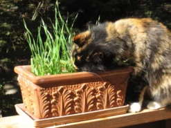 Renee's Garden Cat Treats Gourmet Mixed Greens -Flourish Seeds img 1964