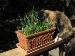 Renee's Garden Cat Treats Gourmet Mixed Greens -Flourish Seeds img 1965