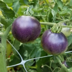 Indigo Apple Tomato Seeds (Organic) 5 Indigo Apple Tomato Seeds (Organic) -Flourish Seeds indigo apple web