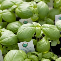 Organic Basil, Culinary Blend (pack) 9 Organic Basil, Culinary Blend (pack) -Flourish Seeds insert 0025 1