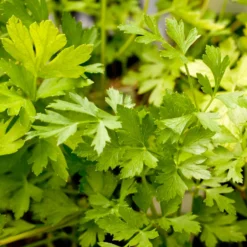 Organic Parsley, Italian (1/4 Lb) 5 Organic Parsley, Italian (1/4 Lb) -Flourish Seeds italian a