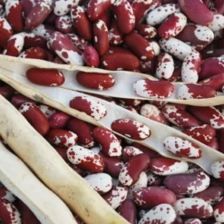 Jacob's Cattle Bush Bean Seeds (Organic) -Flourish Seeds jacobs cattle asta2 web