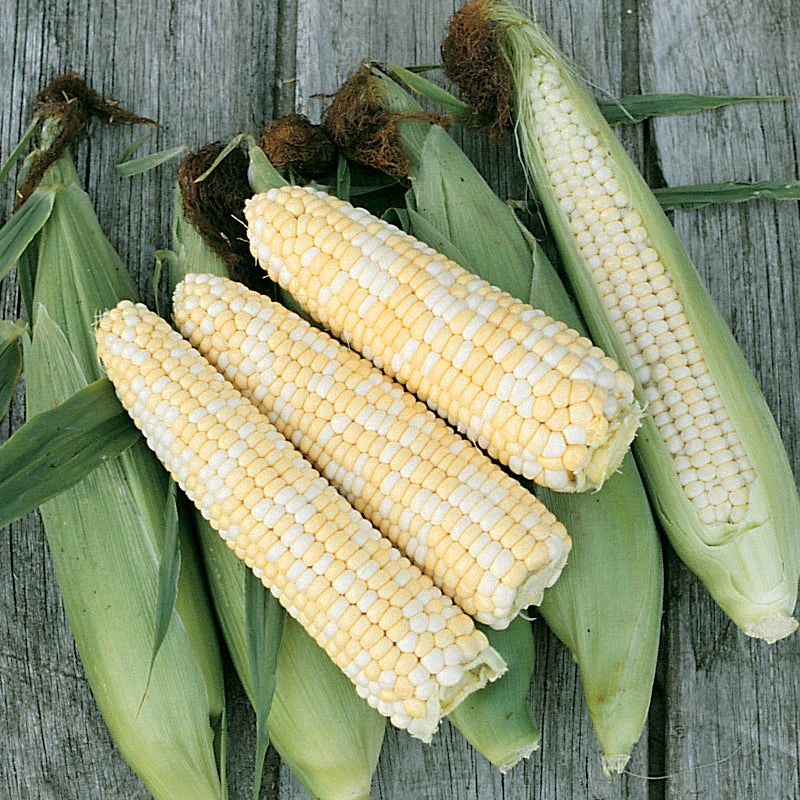 Double Standard Corn Seeds (Organic) 3 Double Standard Corn Seeds (Organic) - Image 3