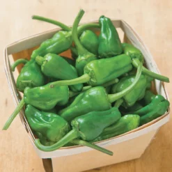 Padron Pepper Seeds (Organic) -Flourish Seeds jsspadron.cat web