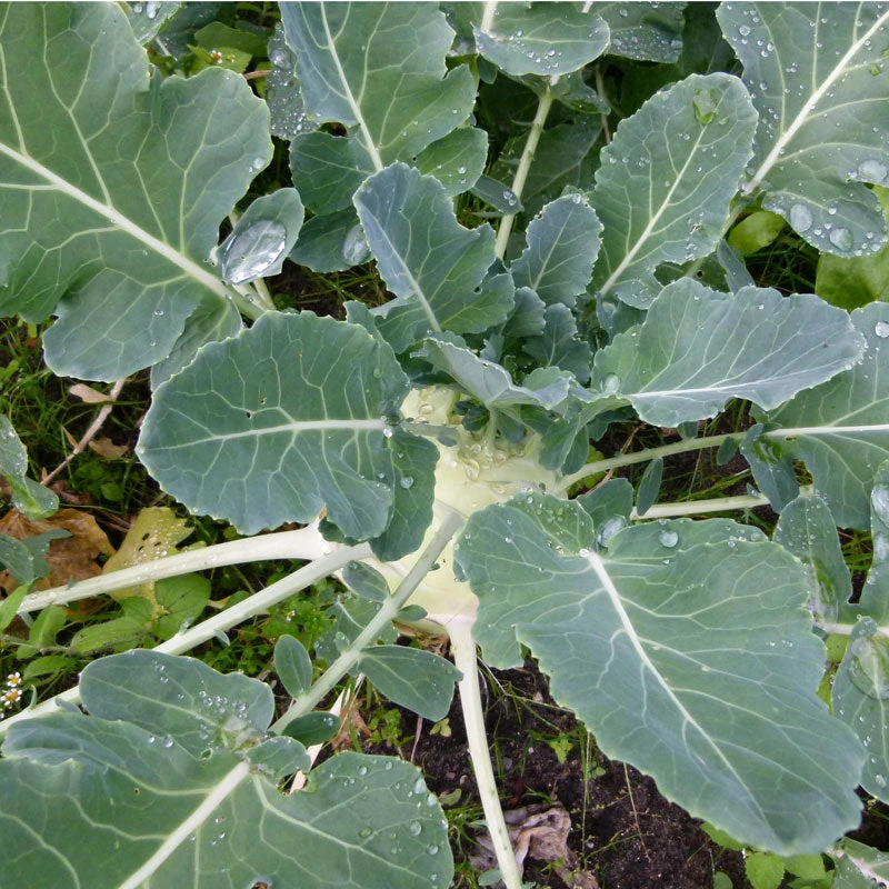 White Vienna Kohlrabi Seeds (Organic) 2 White Vienna Kohlrabi Seeds (Organic) - Image 2