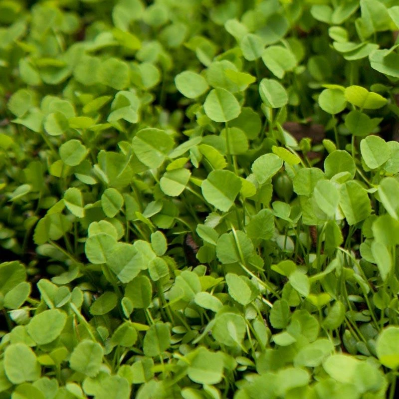 Ladino White Clover - Nitrocoated Seed (lb) 1 Ladino White Clover - Nitrocoated Seed (lb)