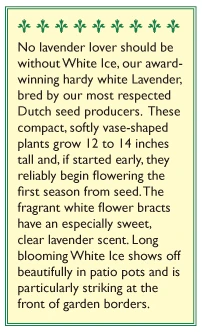 Renee's Garden Container Lavender White Ice 3 Renee's Garden Container Lavender White Ice - Image 3