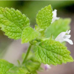 Organic Lemon Balm -Flourish Seeds lemon balm att jess 1