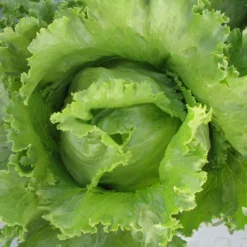Iceberg Superior Lettuce Seeds (Organic) -Flourish Seeds lettuce superior 2 1