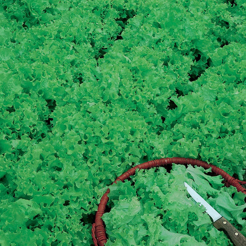 Organic Lettuce, Tango (1/4 Lb) 2 Organic Lettuce, Tango (1/4 Lb) - Image 2