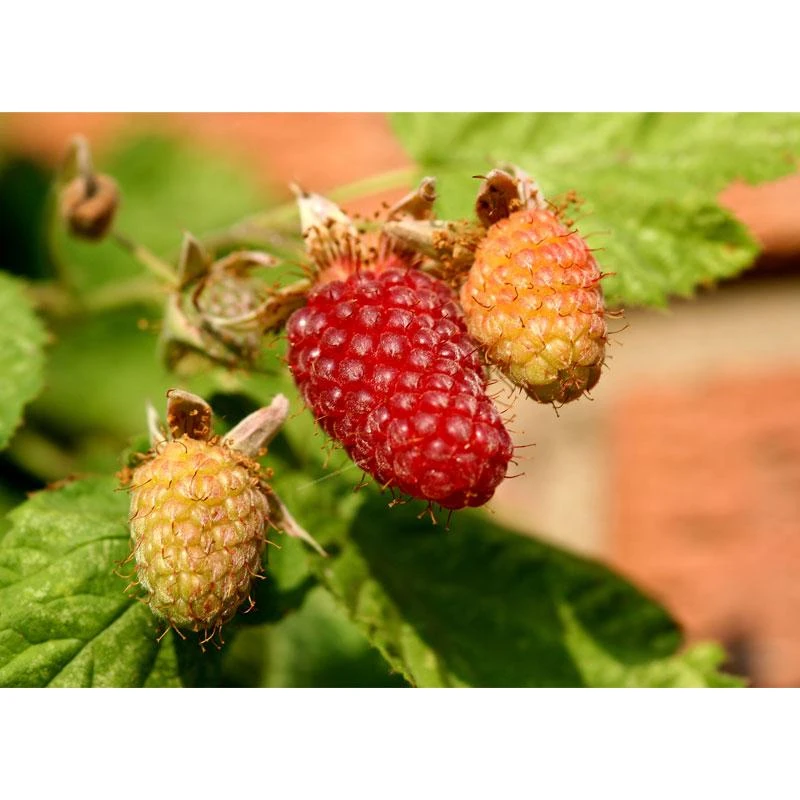 Loganberry (Thornless) 1 Loganberry (Thornless)