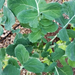 Marrowstem Kale Seeds (Organic) -Flourish Seeds marrowstem kale leaves