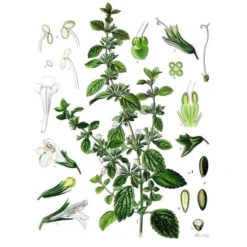 Strictly Medicinal Organic Lemon Balm -Flourish Seeds melissa officinalis