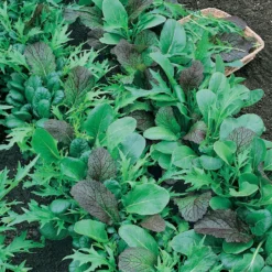Mesclun Mix Greens Seeds (Organic) 5 Mesclun Mix Greens Seeds (Organic) -Flourish Seeds mesclun mix