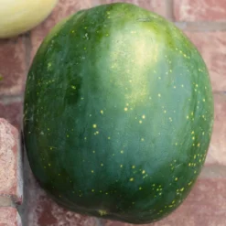 Moon & Stars Watermelon Seeds (Organic) 7 Moon & Stars Watermelon Seeds (Organic) -Flourish Seeds moon stars 0001 1