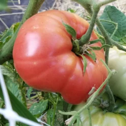 Mortgage Lifter Tomato Seeds (Organic) 6 Mortgage Lifter Tomato Seeds (Organic) -Flourish Seeds mortgage lifter web