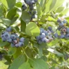 Organic Blueberry O'Neal (Ea)