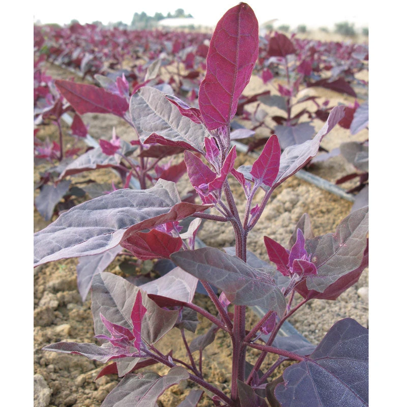 Organic Orach, Red (1 Oz) 2 Organic Orach, Red (1 Oz) - Image 2