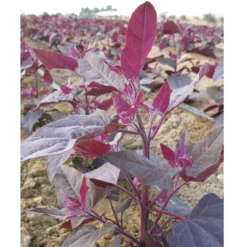 Red Orach Seeds (Organic) 7 Red Orach Seeds (Organic) -Flourish Seeds orach ruby 2 1