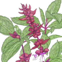 Organic Basil, Thai (1 Oz)