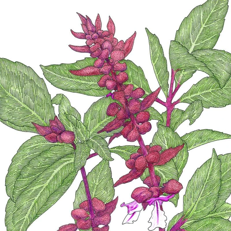 Organic Basil, Thai (1 Oz) 1 Organic Basil, Thai (1 Oz)