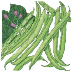 Organic Bean, Bush Tendergreen (1/2 Lb)