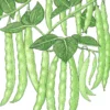 Organic Bean, Pole Italian Snap (1/2 Lb)