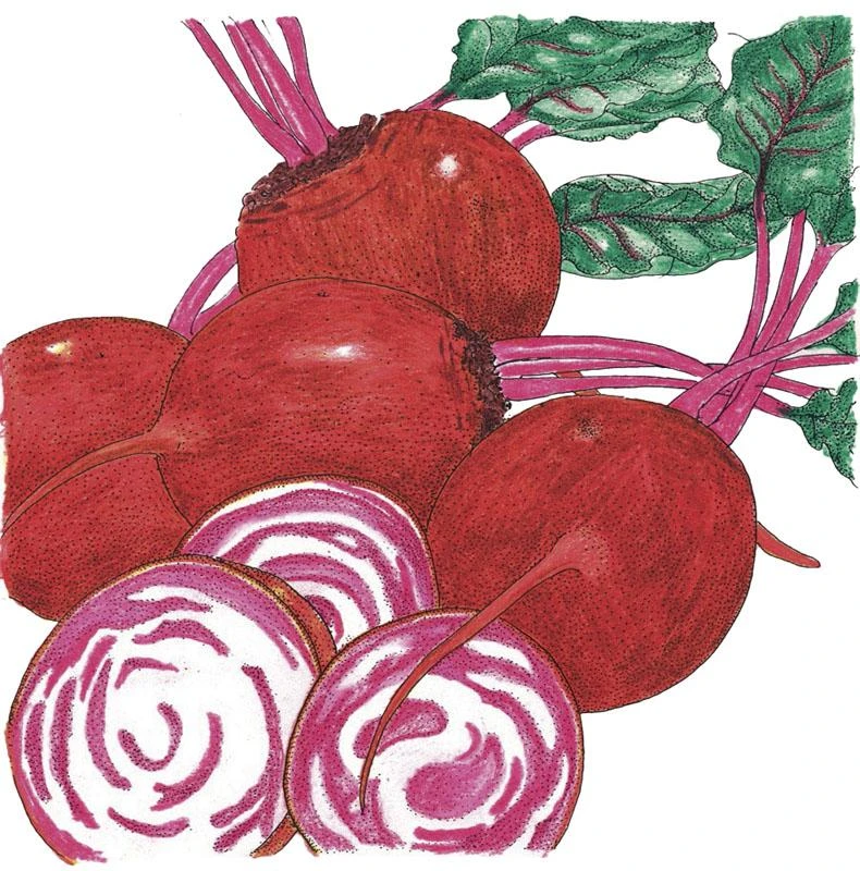 Organic Beet, Chioggia (1/4 Lb) 1 Organic Beet, Chioggia (1/4 Lb)