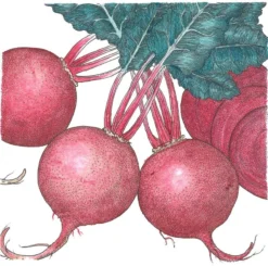 Organic Beet, Green Top Bunching (1/4 Lb)