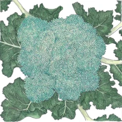 Organic Broccoli, Calabrese (1/4 Lb)