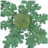 Organic Broccoli, Di Cicco (1/4 Lb)