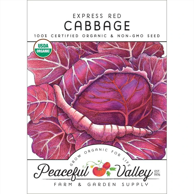 Express Red Cabbage Seeds (Organic) 1 Express Red Cabbage Seeds (Organic)