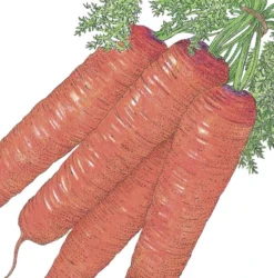 Organic Carrot, Scarlet Nantes (1/4 Lb)