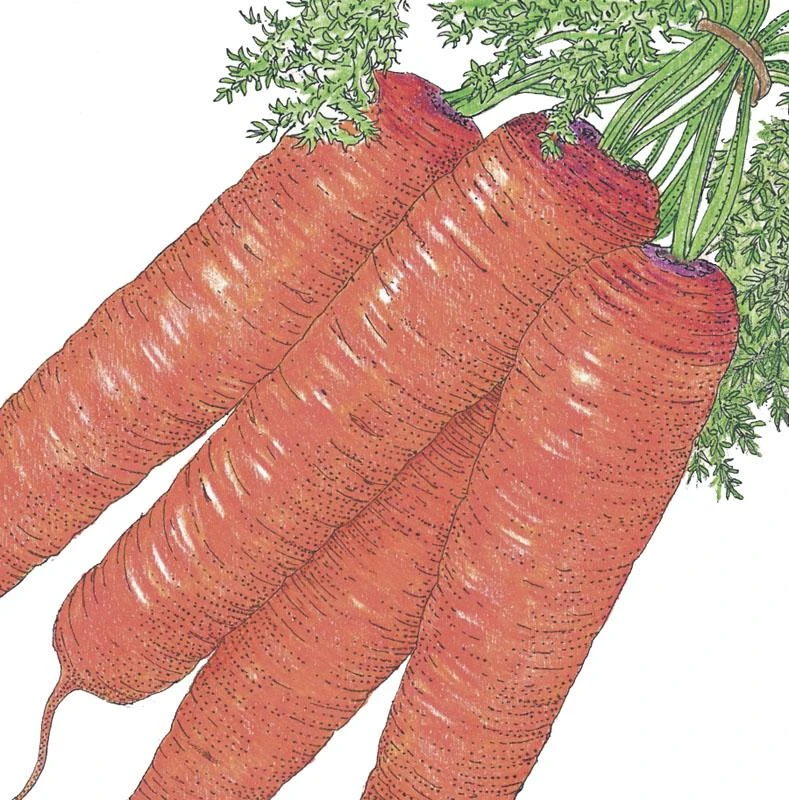 Organic Carrot, Scarlet Nantes (1/4 Lb) 1 Organic Carrot, Scarlet Nantes (1/4 Lb)