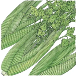 Organic Celery, Tall Utah (1/4 Lb)
