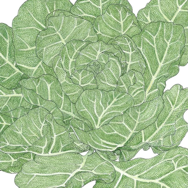 Organic Collard Greens, Champion (1 Oz) 1 Organic Collard Greens, Champion (1 Oz)