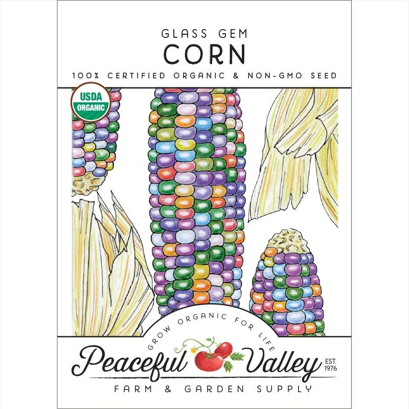 Glass Gem Corn Seeds (Organic) 1 Glass Gem Corn Seeds (Organic)