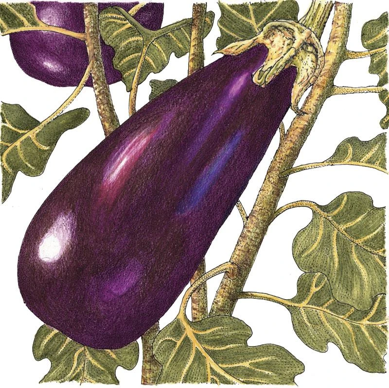 Organic Eggplant, Black Beauty (1 Oz) 1 Organic Eggplant, Black Beauty (1 Oz)